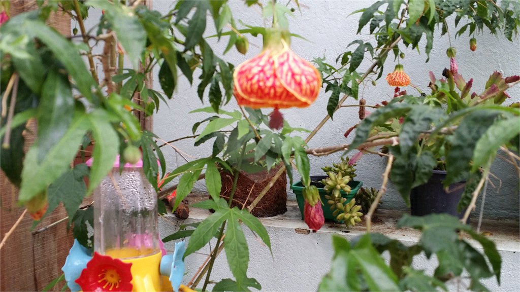 Linda casa para venda em Indaiatuba/SP com pomar.