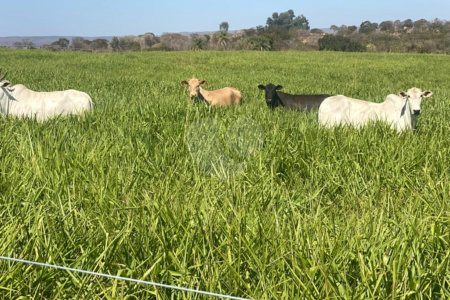 Fazenda à venda com 2 quartos em Canabrava, João Pinheiro, MG