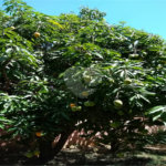 Chácara à venda com 4 suítes em Vale das Laranjeiras, Indaiatuba, SP