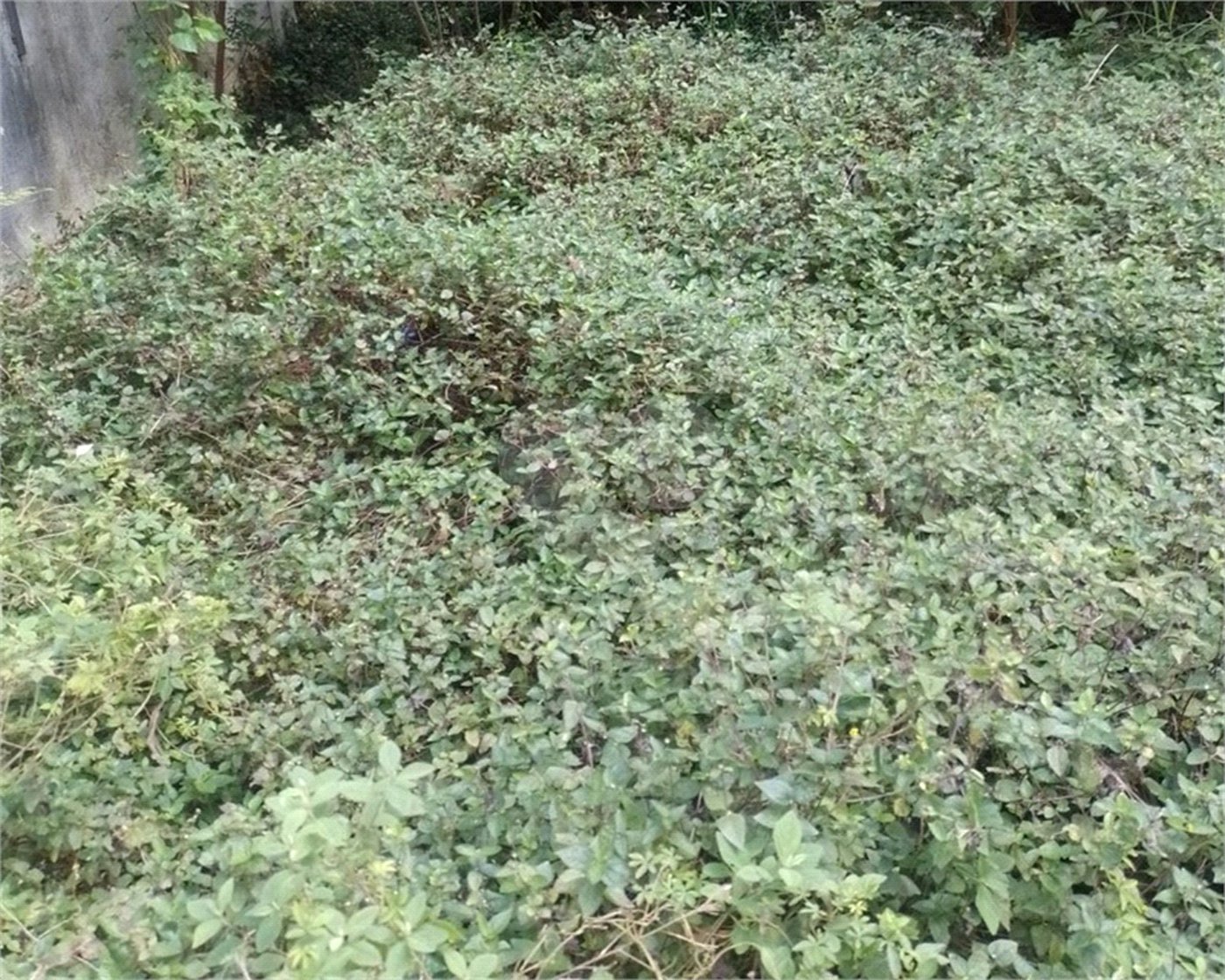 Terreno à venda em Vila Nova Cachoeirinha, São Paulo, SP