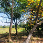 Sítio à venda com 3 quartos em Área Rural de Três Lagoas, Três Lagoas, MS