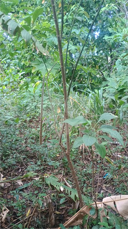 Área de Terra à venda com 4 quartos, sendo 1 suíte, em Pedra de Guaratiba, Rio de Janeiro, RJ