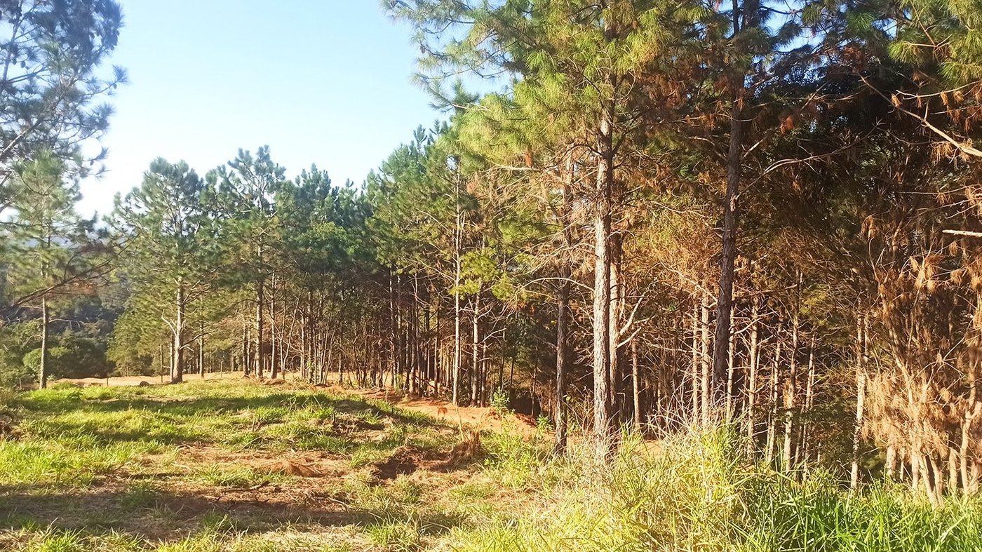 Fazenda Elisa - Fase 3