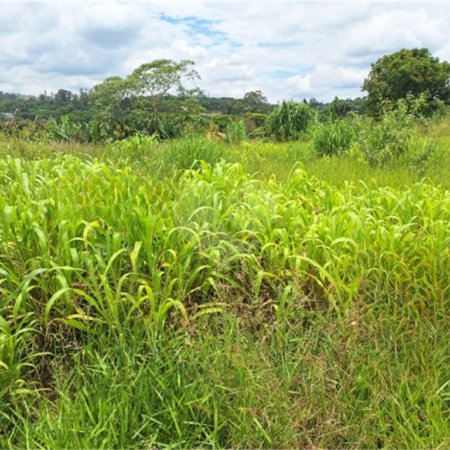 Terreno à venda com 1 suíte em Pinheirinho, Vinhedo, SP