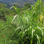 Terreno à venda em Luiz Fagundes, Mairiporã, SP