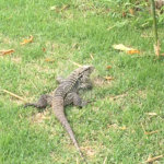 Terreno à venda no condomínio Fazenda Jequitibá, Sorocaba - SP