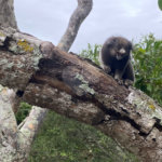 Terreno à venda em Ferradura, Armação dos Búzios, RJ