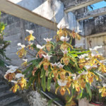 Chácara à venda com 1 suíte em Jardim Estância Brasil, Atibaia, SP