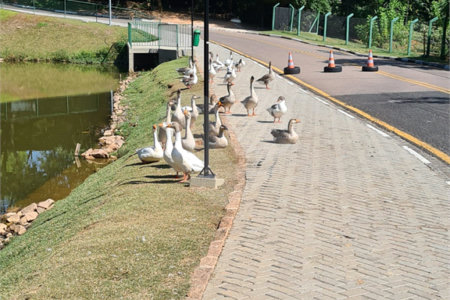 Casa à venda com 3 quartos, sendo 1 suíte, no condomínio Terras de São Francisco, Vinhedo - SP