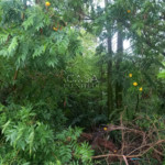 Terreno à venda em Recanto do Jataí, Sorocaba, SP