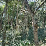 Sítio à venda com 3 quartos, sendo 1 suíte,  em Da Barra, Salto de Pirapora, SP