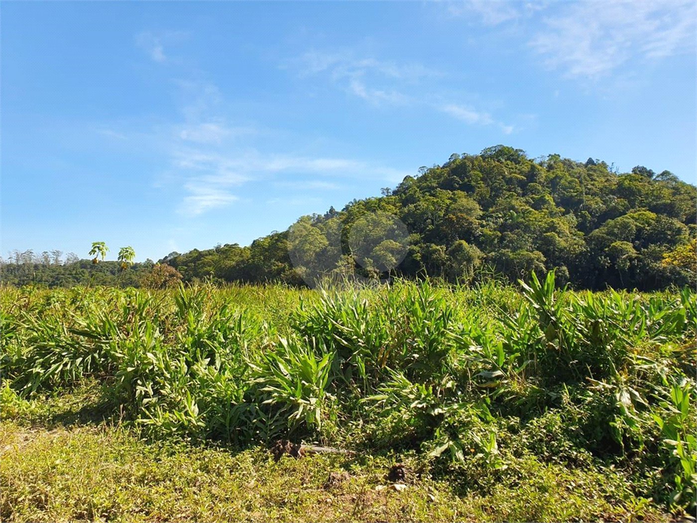 Terreno à venda em Vila Figueiredo, Rio Grande da Serra, SP