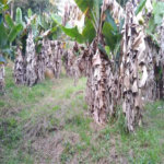 Terreno à venda em Serra da Cantareira, Mairiporã, SP