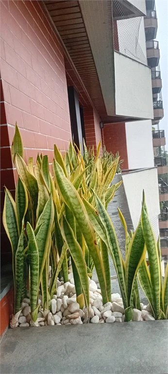 Apartamento à venda com 3 quartos, sendo 1 suíte,  em Vila Andrade, São Paulo, SP