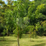 Casa à venda com 4 suítes no condomínio Monte Samkhya, Serra Negra - SP