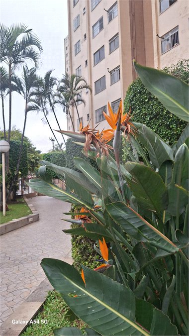 Apartamento à venda ou para alugar com 2 quartos em Parque Novo Mundo, São Paulo, SP