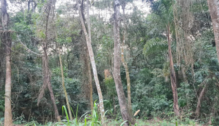 Condomínio à venda em Serra da Cantareira, Mairiporã, SP