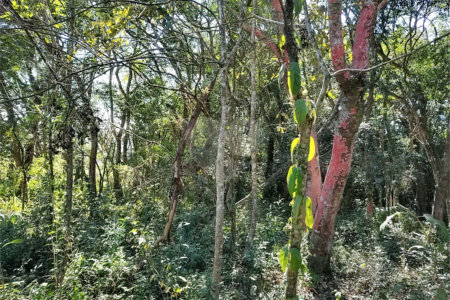 Sítio à venda com 3 quartos, sendo 1 suíte,  em Da Barra, Salto de Pirapora, SP