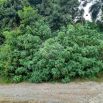 Terreno à venda em Serra da Cantareira, Mairiporã, SP