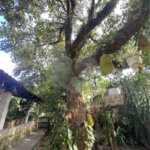 Chácara à venda com 3 quartos, sendo 1 suíte, em João Jabour, Salto, SP