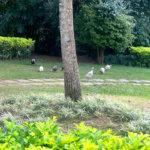Cobertura à venda ou para alugar com 4 suítes em Jardim Morumbi, São Paulo, SP