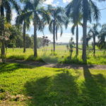 SÍTIO A VENDA - BELA VISTA