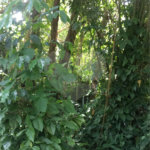 Terreno à venda ou para alugar em Horto, São Paulo, SP