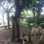 Terreno à venda com 3 quartos em Vila Guilherme, São Paulo, SP