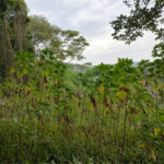 Terreno à venda em Barro Branco (zona Norte), São Paulo, SP