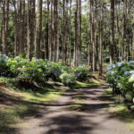 Terreno à venda no Centro, Camanducaia, MG