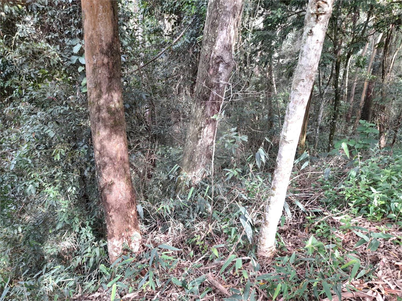 Terreno à venda em Roseira, Mairiporã, SP
