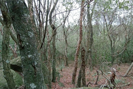 Terreno à venda em Chácaras Alpina, Valinhos, SP