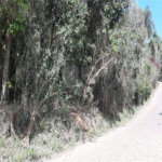 Terreno à venda em Serra da Cantareira, Mairiporã, SP