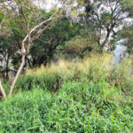 Terreno à venda em Tucuruvi, São Paulo, SP