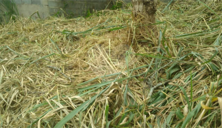 Terreno à venda em Jardim do Trevo, Atibaia, SP