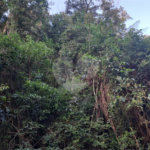 Terreno à venda no condomínio Associação Reserva das Hortênsias, Mairiporã - SP