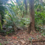 Área de Terra à venda com 4 quartos, sendo 1 suíte, em Pedra de Guaratiba, Rio de Janeiro, RJ