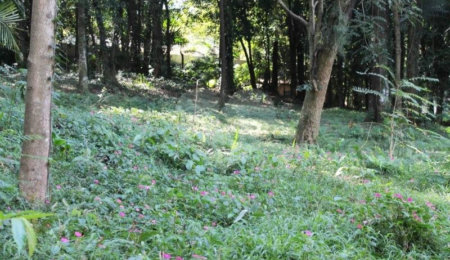 Terreno à venda no condomínio Chácara Flora, São Paulo - SP