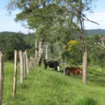 Área de Terra à venda em Alto da Serra (mailasqui), São Roque, SP