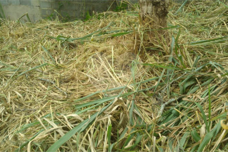 Terreno à venda em Jardim do Trevo, Atibaia, SP
