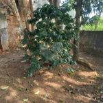 Casa à venda com 3 quartos, sendo 1 suíte, em Jardim França, São Paulo, SP
