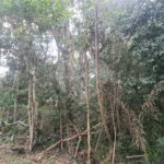 Condomínio à venda em Serra da Cantareira, Mairiporã, SP