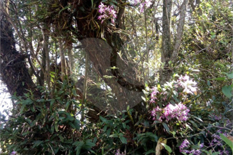 Terreno à venda em Serra da Cantareira, Mairiporã, SP