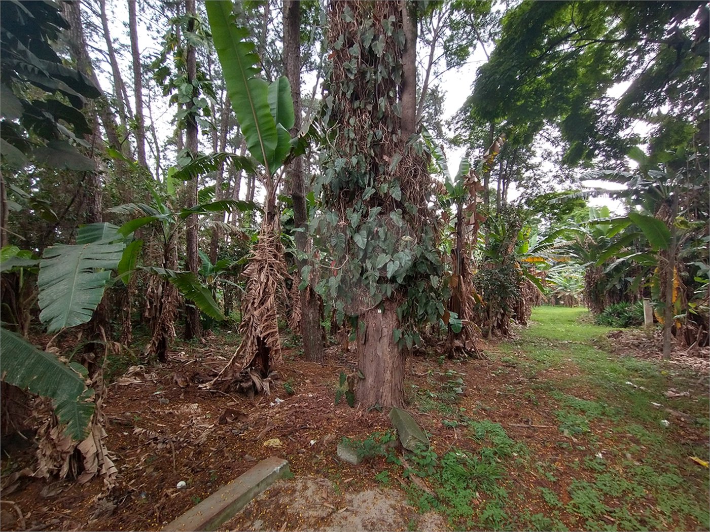 Terreno à venda em Jardim Bela Vista, Guarulhos, SP