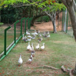 Casa à venda com 3 suítes no condomínio Terras de São Francisco, Vinhedo - SP