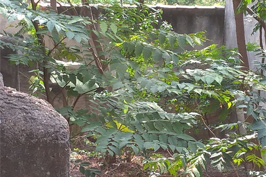 Terreno à venda em Casa Verde, São Paulo, SP