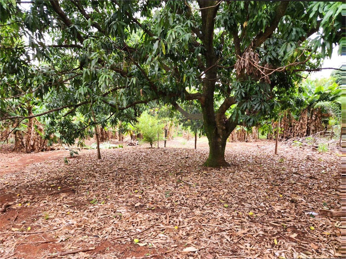 Chácara à venda com 2 quartos em Jardim Califórnia, Araraquara, SP