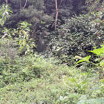 Terreno à venda no condomínio Campos de Mairiporã Gleba 1, Mairiporã - SP