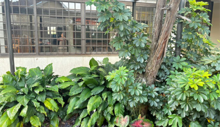 Sobrado para alugar com 4 quartos, sendo 2 suítes,  no Centro, Três Lagoas, MS