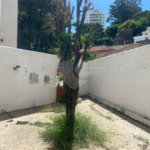 Sobrado à venda com 3 quartos em Santana, São Paulo, SP